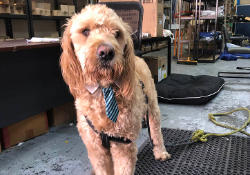 warehouse dog1.jpg